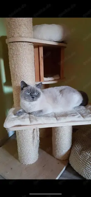 BKH Point Katze zu verschenken 