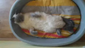 BKH Point Katze zu verschenken  Bild 3