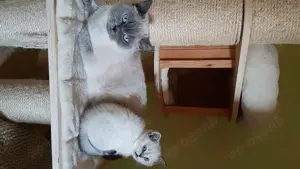 BKH Point Katze zu verschenken  Bild 4