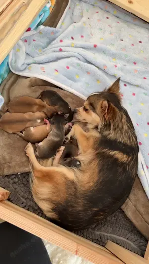 Chihuahua Welpen 