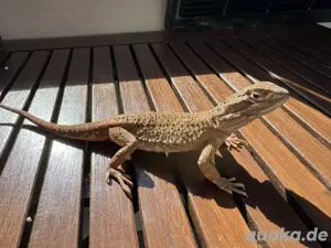 Zwergbartagame - Pogona henryslawsoni - Bartagame 