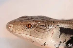 Riesen Blauzungenskink - Tiliqua gigas