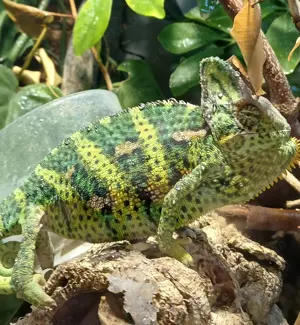 Chamäleon  jemenchamaeleon Pibald Einschlüsse Pfoten 