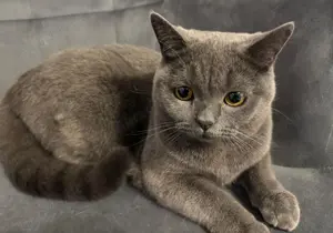 Goldige junge Britisch Kurzhaar Katze