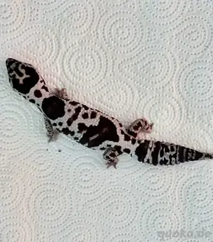 Afrikanischer Fettschwanzgecko - Hemitheconyx caudicinctus 