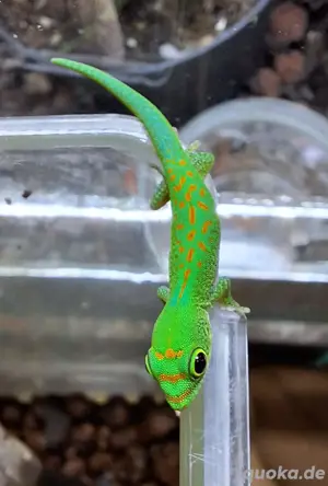 Jungtiere Phelsuma pasteuri - Pasteurs Taggecko 