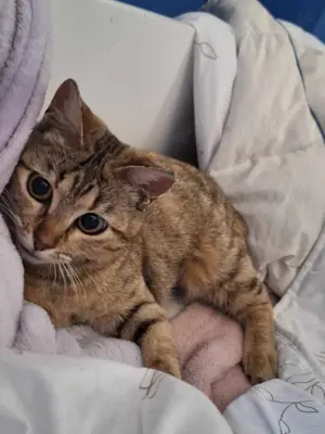 Goldige Suzana sucht ihr Zuhause