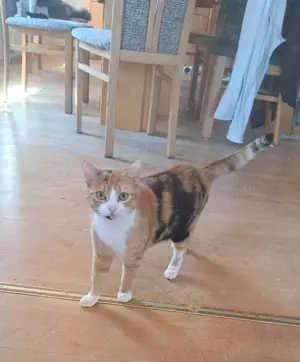 2 Mietzen suchen ein liebevolles Zuhause