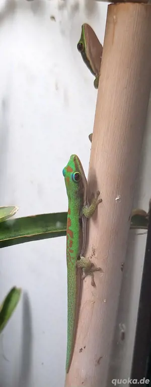 Jungtiere Phelsuma lineata bombetokensis  NZ 2024