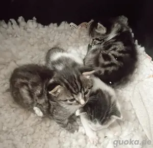 Babykatzen