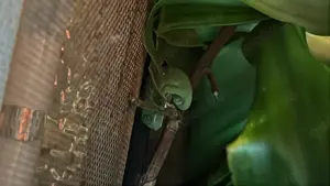 Jemenchamäleons (Chamaeleo Calyptratus) Nachzuchten aus April 2025 DNZ04 25 WARTELISTE ABGABE JUNI!