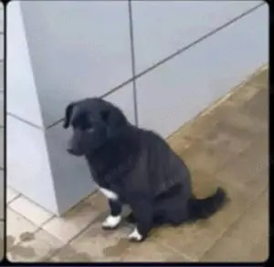 Retriever Border Collie Hündin 6 j 12 kg  Ausreise BUNDESWEIT nach Adoption 