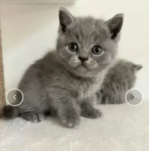Britisch Kurzhaar kitten 