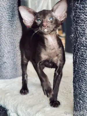 OKH Orientalisch Kurzhar Kitten mit Stammbaum