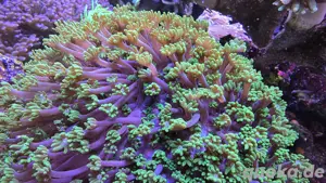 Alveopora Ableger