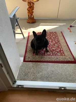 Verckaufe Franzusidche Buldogge Hundin