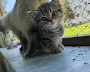 Golden Tabby- Britisch Kurzhaar Kater