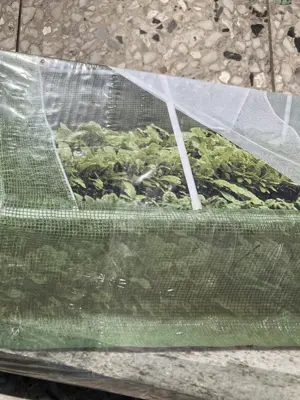 Gewächshaus für Hobbygärtner