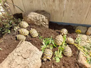Griechische Landschildkröte   Testudo hermanni boettgeri - Nachzuchten 2024