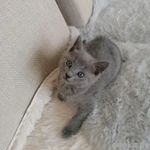 Wunderschöne russische blau Kitten suchen ein neues Zuhause auf Lebenszeit. 