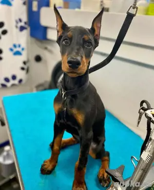 Stubenreine Dobermannwelpen