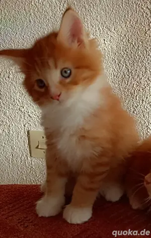 Maine Coon Kitten 