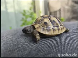 Junge griechische Landschildkröte geb. 2024