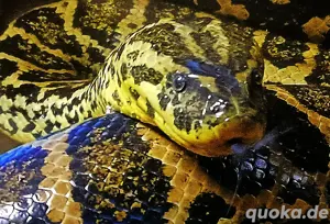 Anakondas(1,1 eigene Nz'21 '22  > Buch inkl.) zusammen: Bild 10  Anakondas(1,1 eigene Nz'21 '22  > Buch inkl.) zusammen: Bild 10