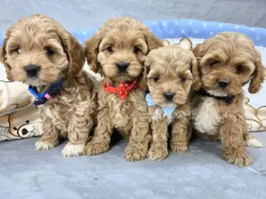 Schöne Cockapoo-Welpen