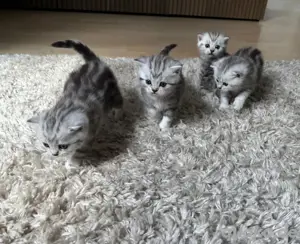 British Kurzhaar Kitten suchen ein neues zuhause BKH