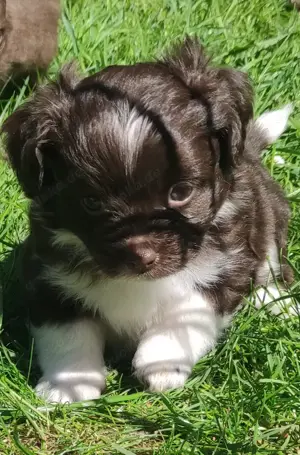 2 Yorkshire-Chihuahuamixrüden suchen demnächst ein liebevolles 