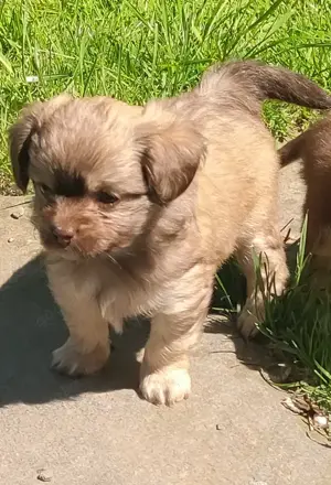 2 Yorkshire-Chihuahuamixrüden suchen liebevolles 