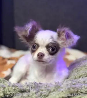 Reinrassige Chihuahua Hündin mit Ahnentafel