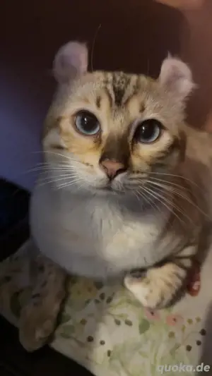 2 jähriger kater sucht neues zuhause