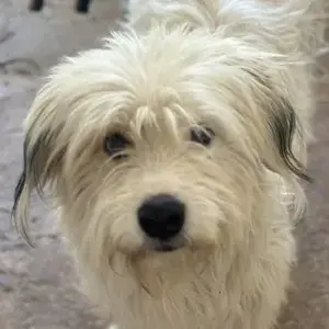 Fluffy, geb. ca. 11 2023, lebt in GRIECHENLAND, auf einer privaten Pflegestelle 