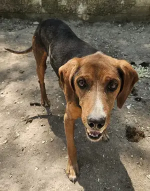 Gavin, geb. ca. 05 2022, lebt in GRIECHENLAND, auf einer privaten Pflegestelle  Bild 4