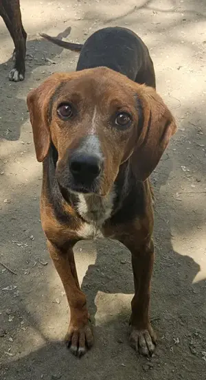 Gavin, geb. ca. 05 2022, lebt in GRIECHENLAND, auf einer privaten Pflegestelle  Bild 2