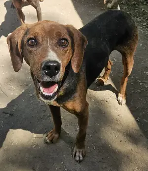 Gavin, geb. ca. 05 2022, lebt in GRIECHENLAND, auf einer privaten Pflegestelle  Bild 3