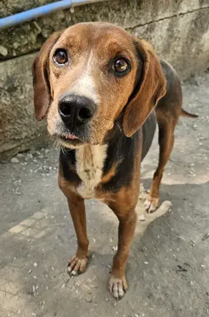 Gavin, geb. ca. 05 2022, lebt in GRIECHENLAND, auf einer privaten Pflegestelle  Bild 8