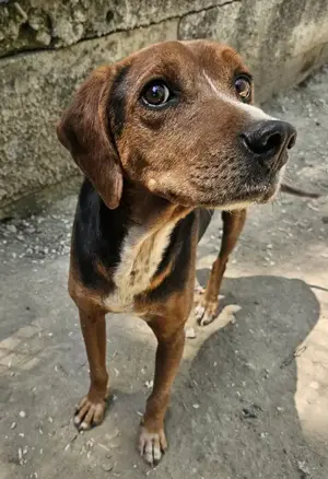 Gavin, geb. ca. 05 2022, lebt in GRIECHENLAND, auf einer privaten Pflegestelle  Bild 6