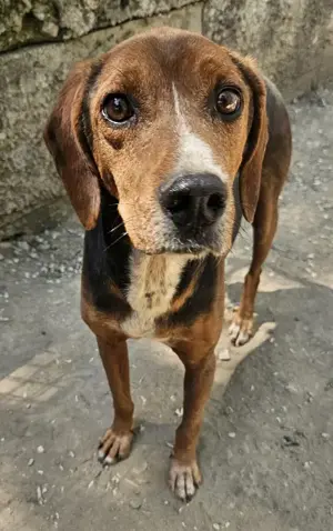 Gavin, geb. ca. 05 2022, lebt in GRIECHENLAND, auf einer privaten Pflegestelle  Bild 5