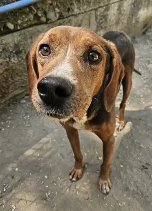 Gavin, geb. ca. 05 2022, lebt in GRIECHENLAND, auf einer privaten Pflegestelle  Bild 9