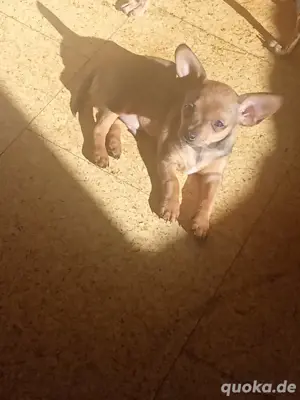 Baby Rehpinger Chihuwawa mix abzugeben