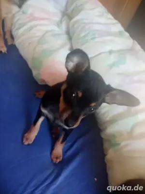 Baby Rehpinger Chihuwawa mix abzugeben Bild 2