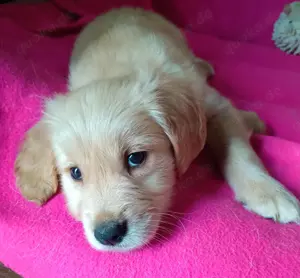 Golden Retriever Welpen 