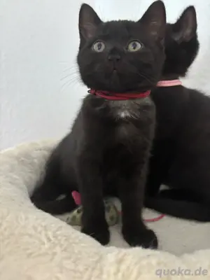 Bkh Kitten suchen ein liebevolles Zuhause 
