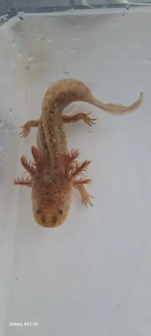 Axolotl Jungtiere in tollen Farben zu vergeben 