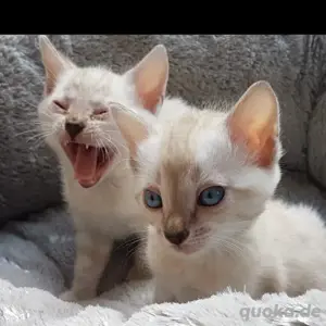 Bengalkitten abzugeben 