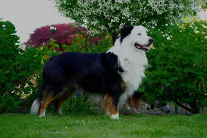 Australian Shepherd Black Tri Erfahrener Deckrüde (Kein Verkauf)
