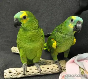 Blaustirnamazonen-Papageien babys